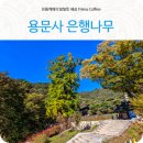 용문사입구공중화장실 | 양평 용문사 은행나무 실시간 개화 시기