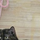 동물보육원 고양이 후원 카페 이미지