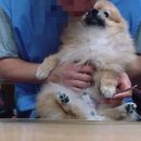 광교산동물병원 이미지