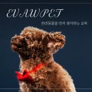 강남애견 이미지