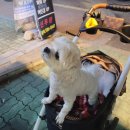 기백분식토스트 이미지