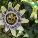 허브아일랜드 식물원 이미지