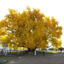 원주굽이길 18코스 반계리은행나무길 이미지