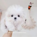 어벤져스켄넬 탑클래스펫 강아지분양 이미지