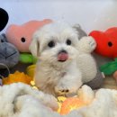 도그마루 강아지 고양이 성남분당점 이미지