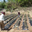 숲속의 하얀집 이미지