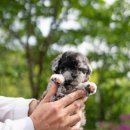 쥬쥬퍼피 이미지