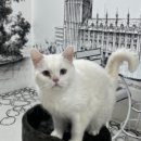 야옹이네 고양이카페 네이버블로그