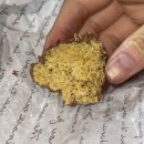 서운야외공연장 야외공연장 | 2026 퍼스트 뮤직 스테이션 양일권 관람 후기