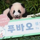 푸바오