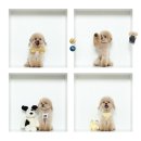 2872 | 귀여운 강아지 보고가실래요? 수원 반스스튜디오 강아지 컨셉사진 댕댕박스 촬영 후기