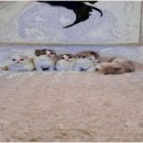 부산강아지분양 알프펫 네이버블로그