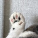 송원서로2L-4 | 놀면 뭐하니 선산곱창 구미본점 포장 후기｜아들이 좋아해서 갈 때마다 포장하는 집