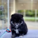 플레이독 파주본점 이미지