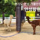 안성머무는펜션 이미지