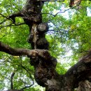 푸조와곰솔 이미지