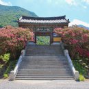 GS25(밀양얼음골점) | 8월 경남 밀양 가볼만한곳 배롱나무 명소 실시간 개화 표충사 포함 best5