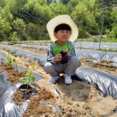 철주농장 이미지