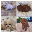 아이러브 독 이미지