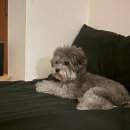 국립수의과학검역원중부 | 강아지 일본여행 비용 총정리 💸