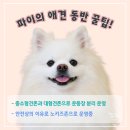 시로네 이미지