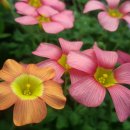 오렌지카 이미지