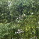 스테이숲숲 이미지