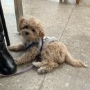 강쥐세상 이미지