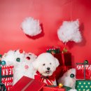 베이비숑 그루밍 이미지