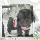 제천동물보호센터 이미지