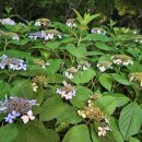 벌막공원 이미지