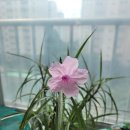 강성은꽃 이미지