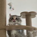 댕냥구리 강아지분양 고양이분양 구리본점 | ‘먼지’ 에게 동생이 생겼어요