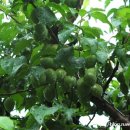 푸른건강녹즙 이미지