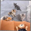 더나은펫샵 | 고양이분양받는곳 선택 기준 정리