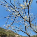 황매 | 황매산 캠핑 3가지 사이트 비교 — 모닥모닥황매산캠핑장 찐후기