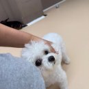 아이몽펫 | 의정부 아이몽애견유치원 1일 체험 후기 강아지 펫 애견호텔