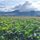 낙동강관리본부 대저생태공원 5 이미지