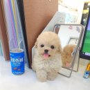 강아지분양 꽃강아지 중랑점 이미지