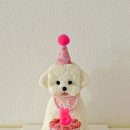 구떼포유 이미지