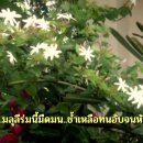 ใต้ร่มมลุลี / Dtai Rom Maloolee (Beneath the Shade of the Star Jasmine) 이미지