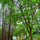 내현리 375-1번지 앞 | 천년 고찰 예산 금오산 향천사 돌아본 후 향천사 황톳길 걷기