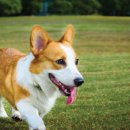 녹십자 동물병원 이미지