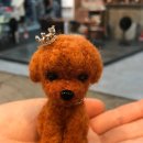 푸들푸들 이미지