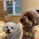 등교하개 이미지