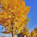 나무여행 | 경기도 여주 여행 강천섬 은행나무 단풍 애견동반 작년 후기