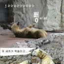 곰 이미지