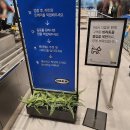 기흥 이케아 푸드코트 음식 스웨디시 미트볼 플렌트 숯불갈비