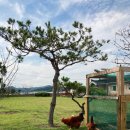 친환경까치마을 이미지