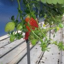 주영농장 이미지